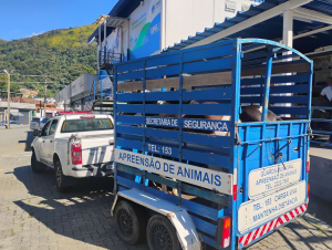 Prefeitura resgata cavalos soltos em via pública e reforça ação integrada de fiscalização