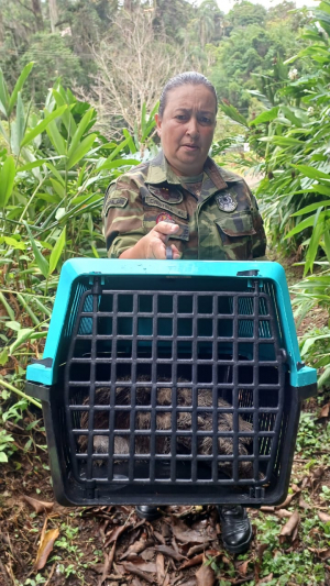 Resgate de Bicho-Preguiça no Parque Natural Municipal Padre Quinha