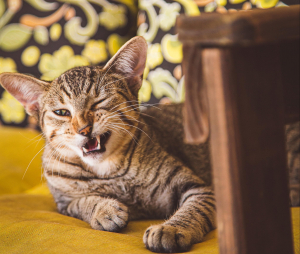 Prefeitura de Petrópolis oferece atendimento gratuito de combate à Esporotricose em animais