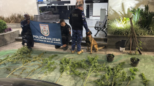 Ação do Grupamento de Operações com Cães e da PM apreende seis quilos de plantas de maconha
