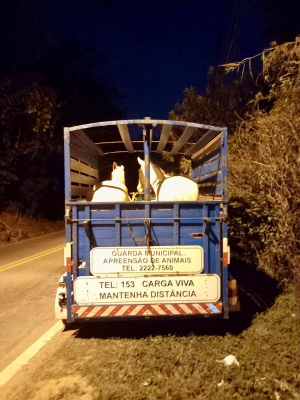 Coordenadoria de Bem-Estar Animal apreende cavalos soltos em via pública