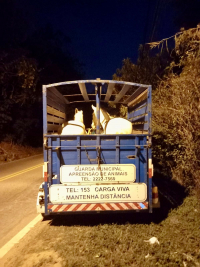 Coordenadoria de Bem-Estar Animal apreende cavalos soltos em via pública