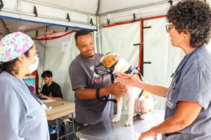 Primeiro dia de castrações movimenta Petrópolis e reforça cuidado com cães e gatos na cidade