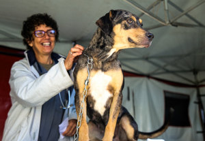 Mais de 3.400 animais castrados durante ações da Prefeitura