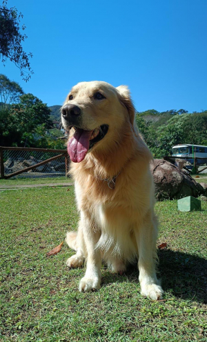 Cão Chico, da Guarda Civil de Petrópolis, participará de competição em São Paulo