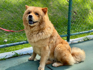 Prefeitura de Petrópolis dá início ao mutirão de castrações de cães e gatos do município