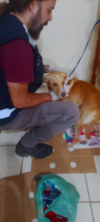 Mais de 30 animais estão recebendo suporte da Cobea