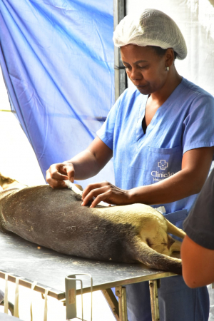 Mais de mil animais castrados na segunda etapa da campanha em Itaipava