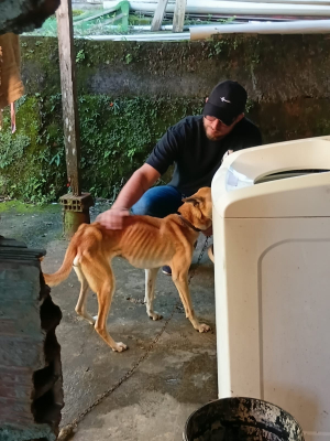 Ação conjunta da Guarda Civil Municipal e da Polícia Civil prende tutora em flagrante e resgata dois cães no Vila Felipe