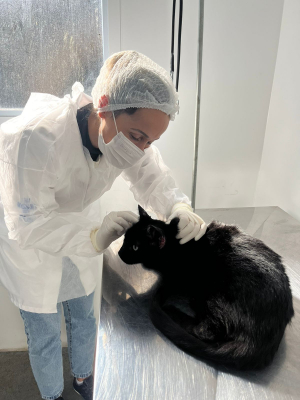 Serviço de Monitoramento de Esporotricose já realizou mil atendimentos