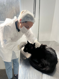 Serviço de Monitoramento de Esporotricose já realizou mil atendimentos