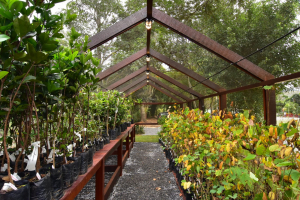 Viveiro-escola é inaugurado no Parque Municipal, em Itaipava