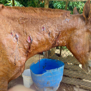 Cobea e Corpo de Bombeiros resgatam cães que atacaram cavalo no Quitandinha