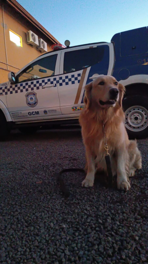 Cão Chico da Guarda Civil de Petrópolis fica entre os 10 melhores de competição em São Paulo