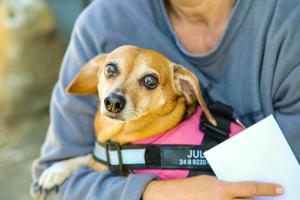 Terceira etapa da vacinação antirrábica chega a Mosela, Bingen e Fazenda Inglesa neste sábado (30/08)