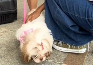 Prefeitura de Petrópolis vacina mais de 4 mil cães e gatos da cidade contra raiva