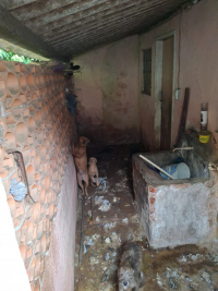 Mulher é presa em flagrante por maus-tratos a animais