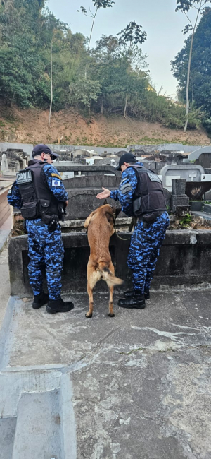 Guarda Civil encontra drogas no Cemitério do Centro em operação com cães