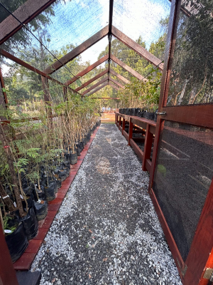 Parque Municipal em Itaipava ganha viveiro-escola