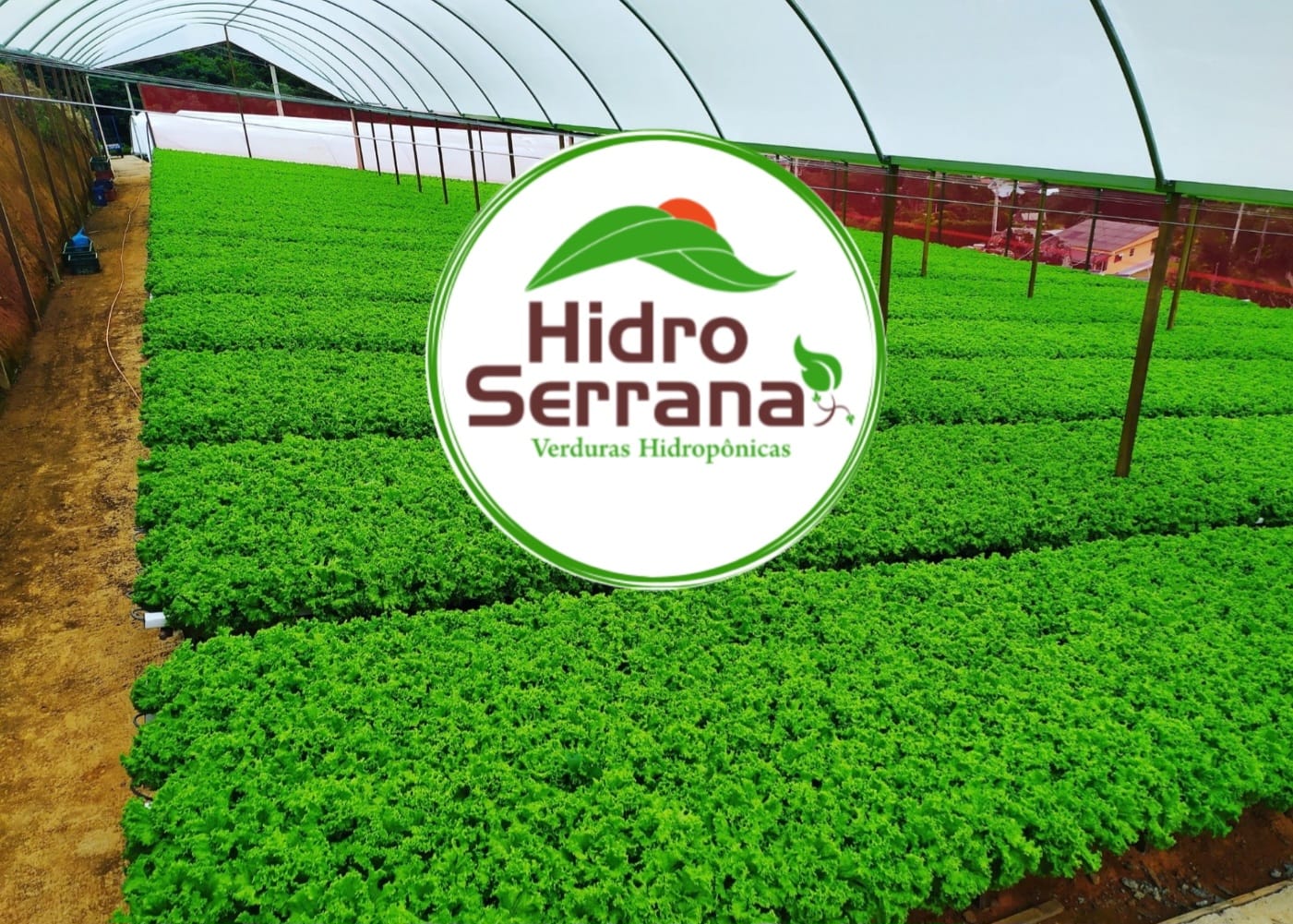 Hidro Serrana Verduras Hidropônicas